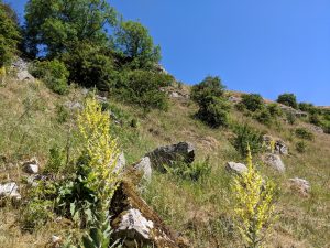 verbascum in flower in Lathkill Dale