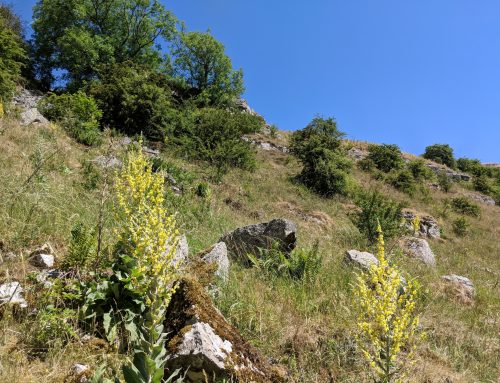 A walk down Lathkill Dale